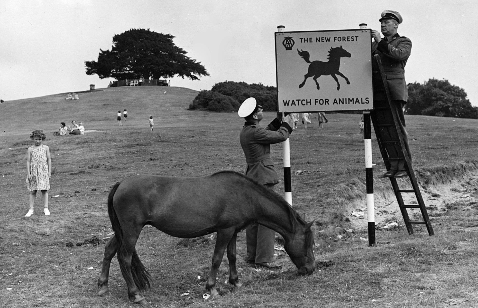 New Forest National Park, UK, 1955